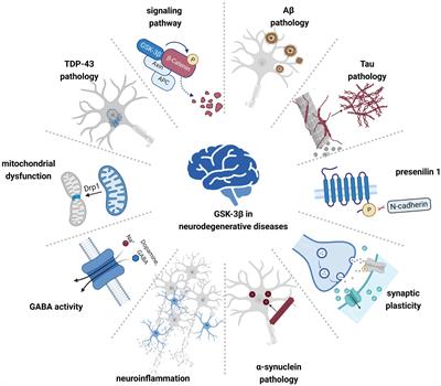 The role of glycogen synthase kinase 3 beta in neurodegenerative diseases